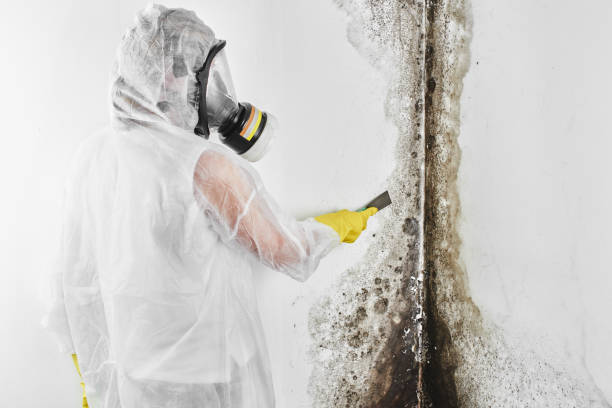 Best Toxic Mold Removal  in Orlinda, TN