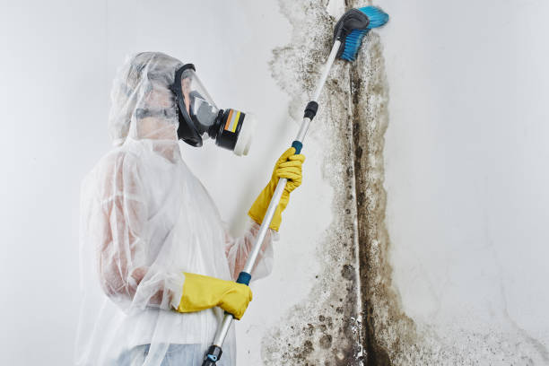 Best Attic Mold Removal  in Orlinda, TN