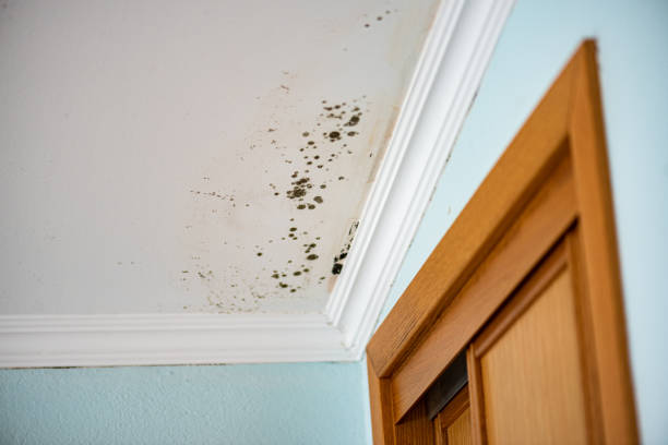Best Toxic Mold Removal  in Orlinda, TN
