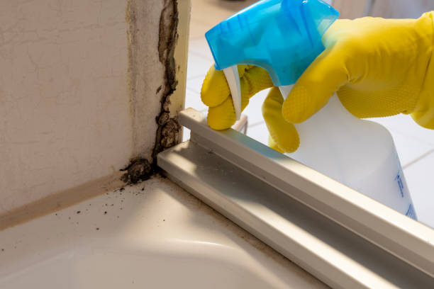 Professional Mold Removal in Orlinda, TN