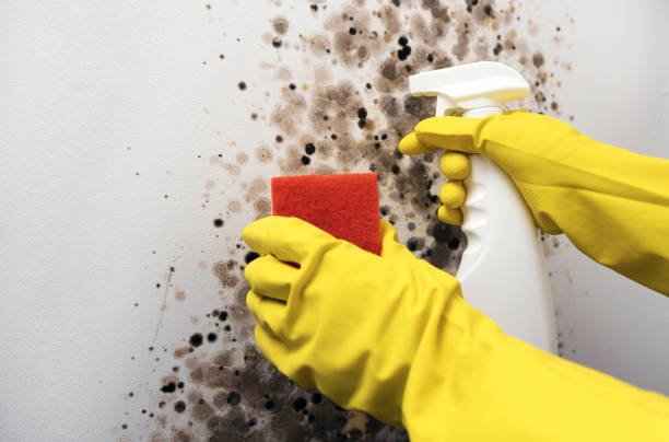 Best Home Mold Removal  in Orlinda, TN