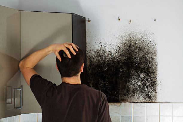 Best Professional Mold Removal  in Orlinda, TN