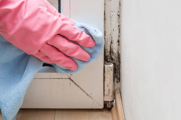 Best Home Mold Removal  in Orlinda, TN