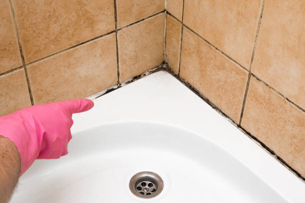 Best Home Mold Removal  in Orlinda, TN